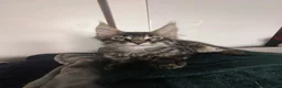 Maine Coon cats for sale: ✨ STUNNING TICA REGISTERED MAINE COON KITTENS ✨ in Livingston - Advert 5