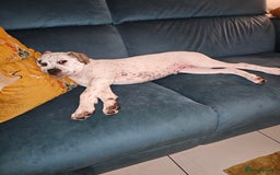 Mixed Breed dogs for sale: ADORABLE AMERICAN BULLDOG/ DOUGE DE BORDEAUX  - Image 8