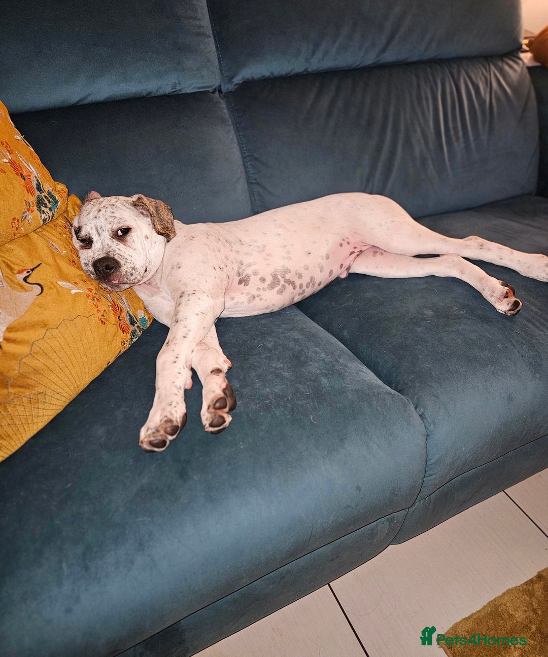 Mixed Breed dogs for sale: ADORABLE AMERICAN BULLDOG/ DOUGE DE BORDEAUX  - Image 8