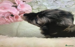 Jackapoo dogs for sale: ***READY NOW*** Gorgeous Jackapoo puppies - Image 7