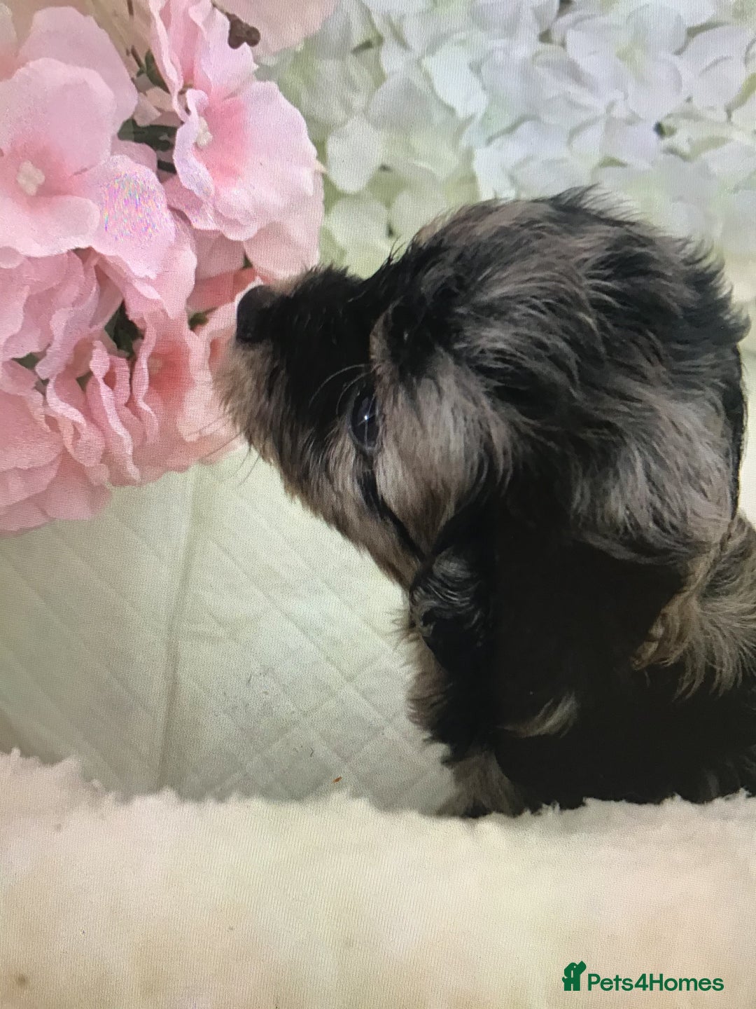 Jackapoo dogs for sale: ***READY NOW*** Gorgeous Jackapoo puppies - Image 7