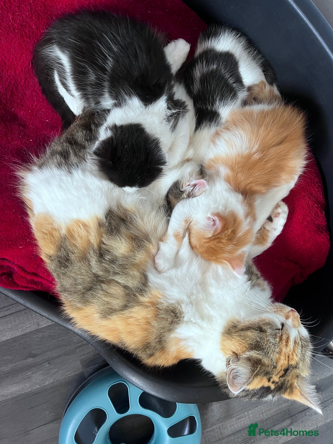 Mixed Breed cats for sale: Gorgeous Fluffy Kittens - Image 16