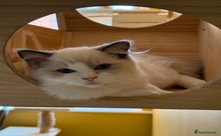 Ragdoll cats - Advert 11