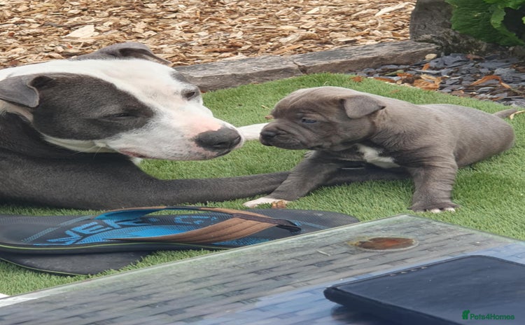 Staffordshire Bull Terrier dogs - Advert 4