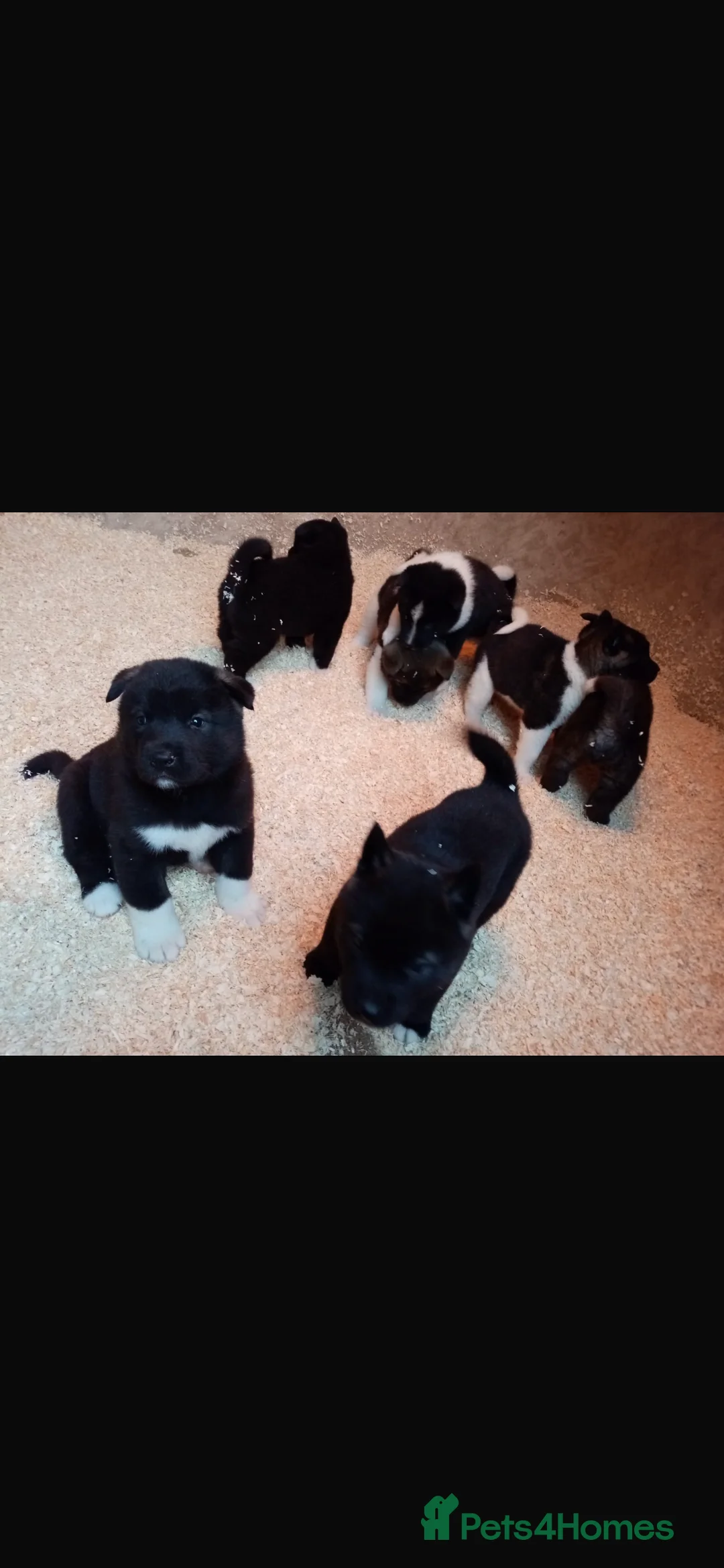 Akita dogs for sale: 7 bear faced American Akitas puppies  - Advert 13