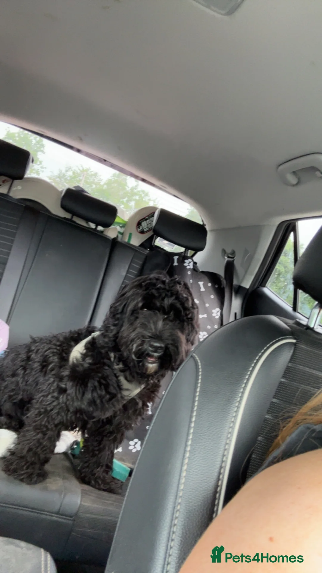 Cockapoo dogs for sale: 8 month old cockapoo in Greenock - Advert 3