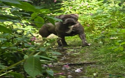 American Bulldog dogs for sale: American bulldog puppies - Image 8