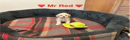 Toy Poodle dogs for sale: 5⭐️TOY Poodle Puppies⭐️ Champagne and Golden ⭐️ - Advert 11