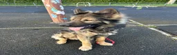German Shepherd dogs for sale: Full pedigree GS for rehome  in Altrincham - Advert 4