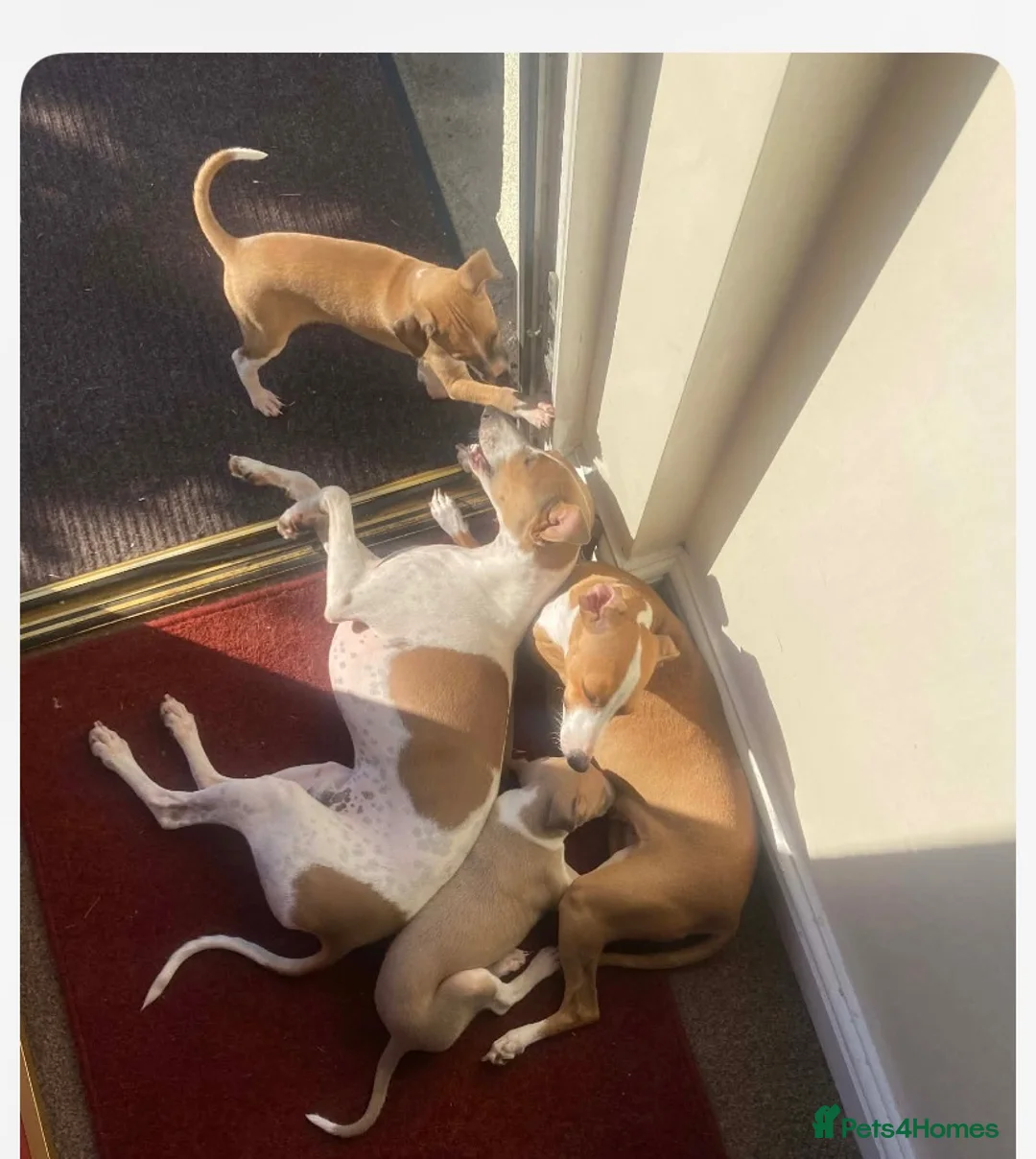 Italian Greyhound dogs for sale: Italian greyhounds in Doncaster - Advert 12