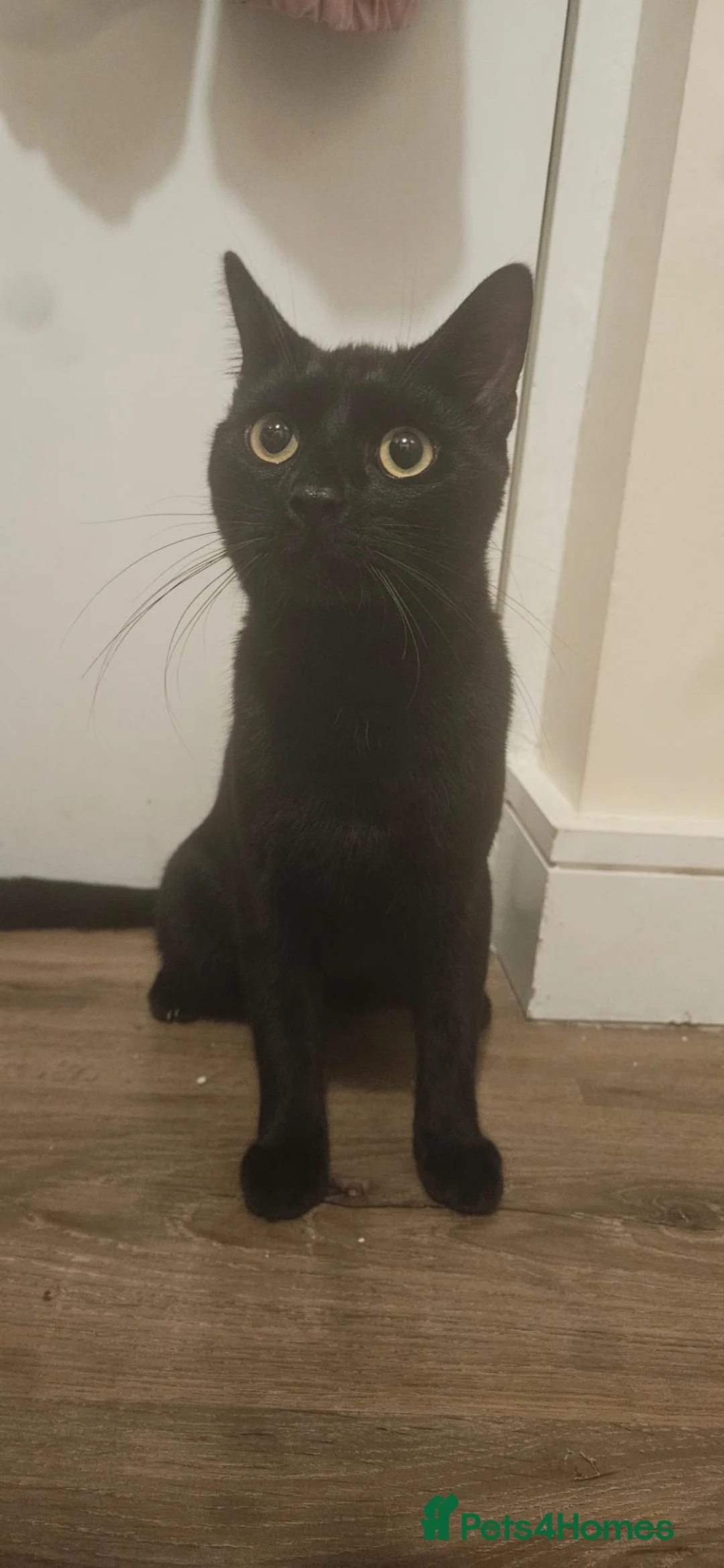 British Shorthair cats for sale: Black Shorthair - Free - Advert 1