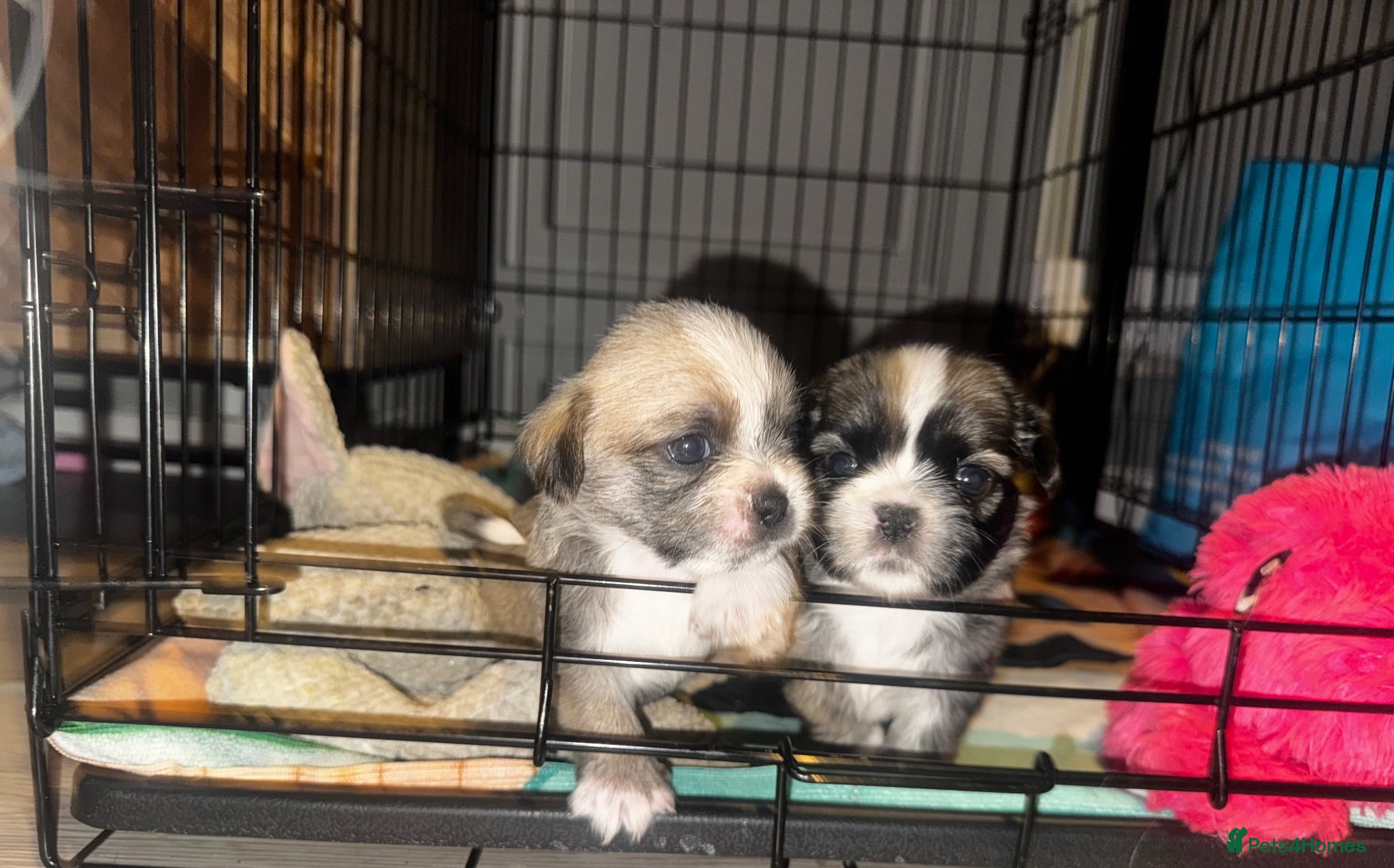 Shih Tzu dogs Adorable Shihtzu pups looking for forever homes - Advert 1