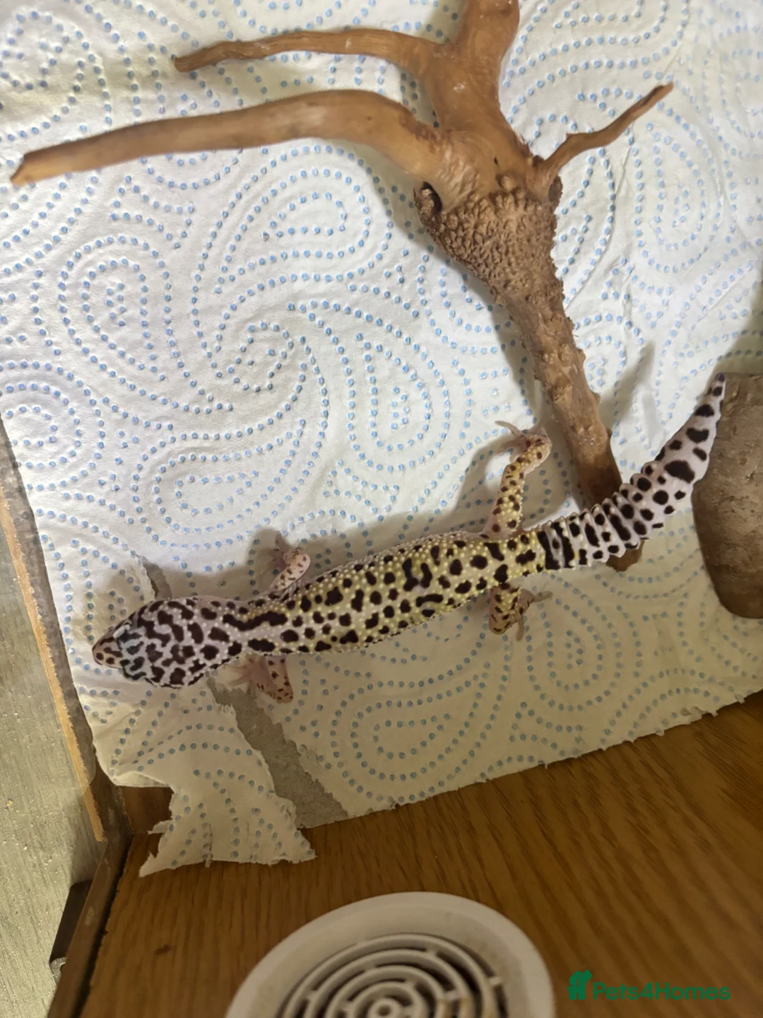 Leopard Gecko reptiles for sale: Leopard gecko  - Advert 1