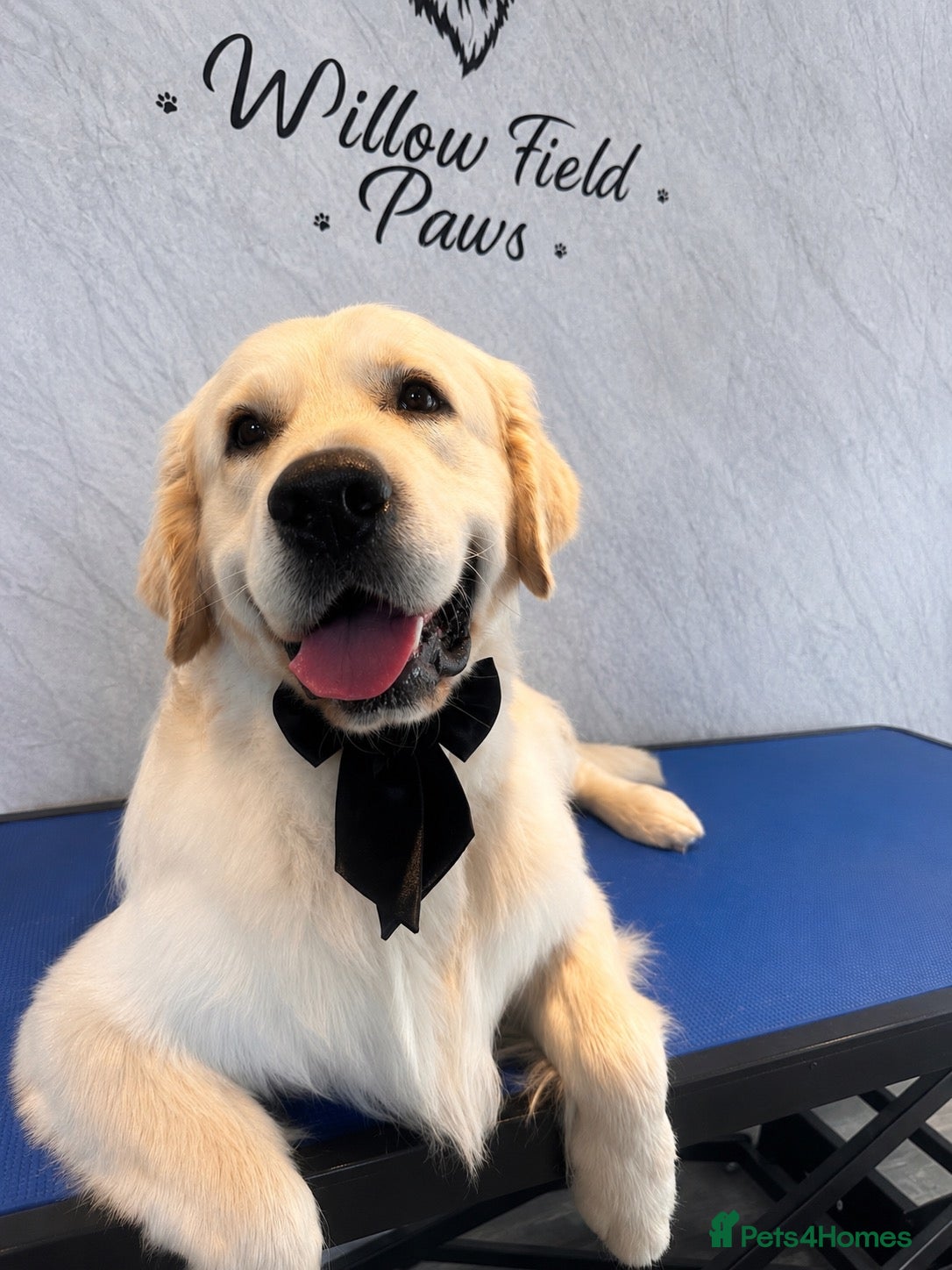 Golden Retriever dogs STUD DOG ‘ORLAGOLD MAJOR TOM’ (Ziggy)  - Advert 6
