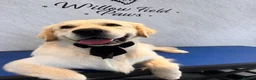 Golden Retriever dogs for stud: STUD DOG ‘ORLAGOLD MAJOR TOM’ (Ziggy)  - Advert 1