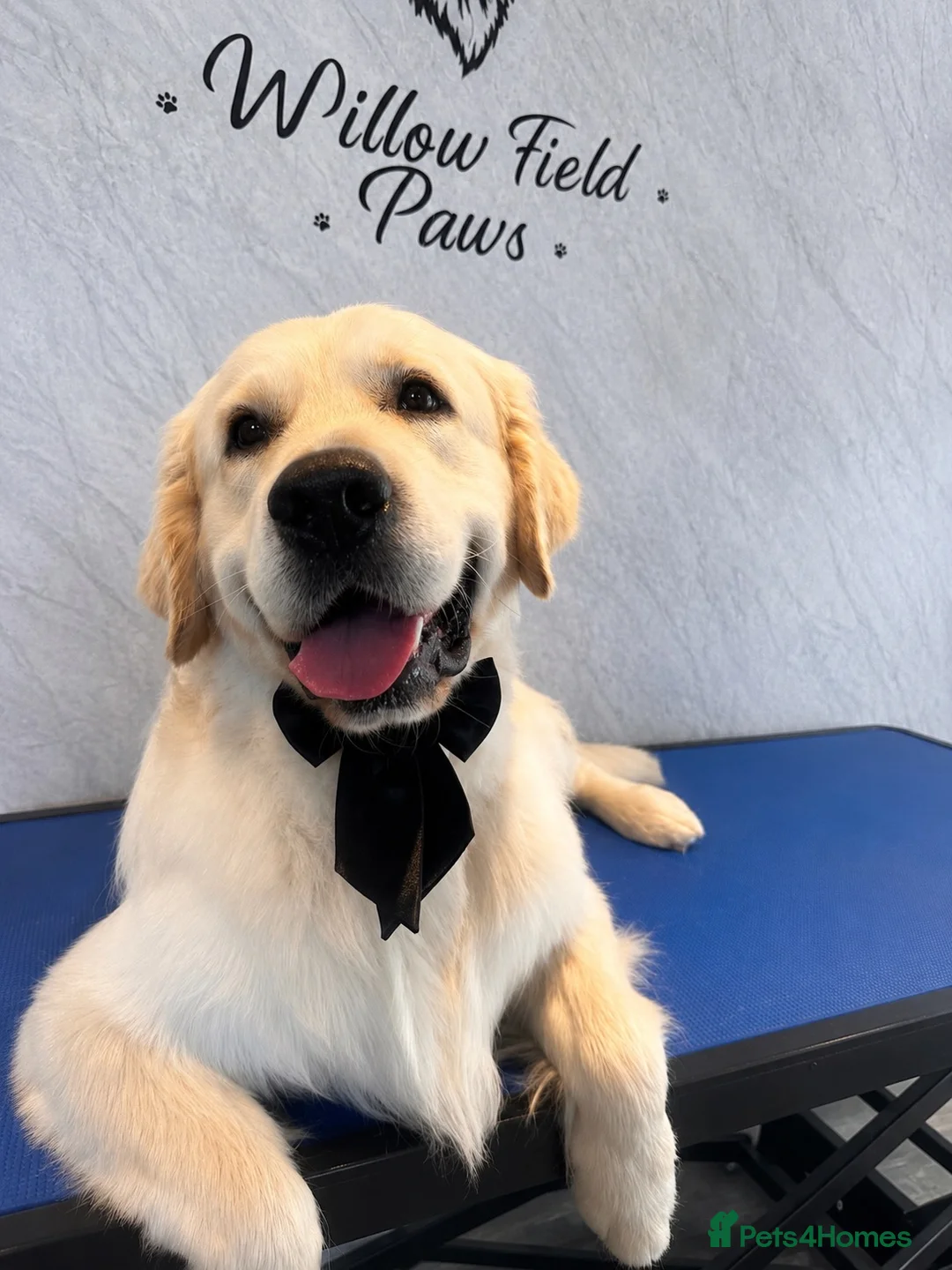 Golden Retriever dogs for stud: STUD DOG ‘ORLAGOLD MAJOR TOM’ (Ziggy)  - Advert 1