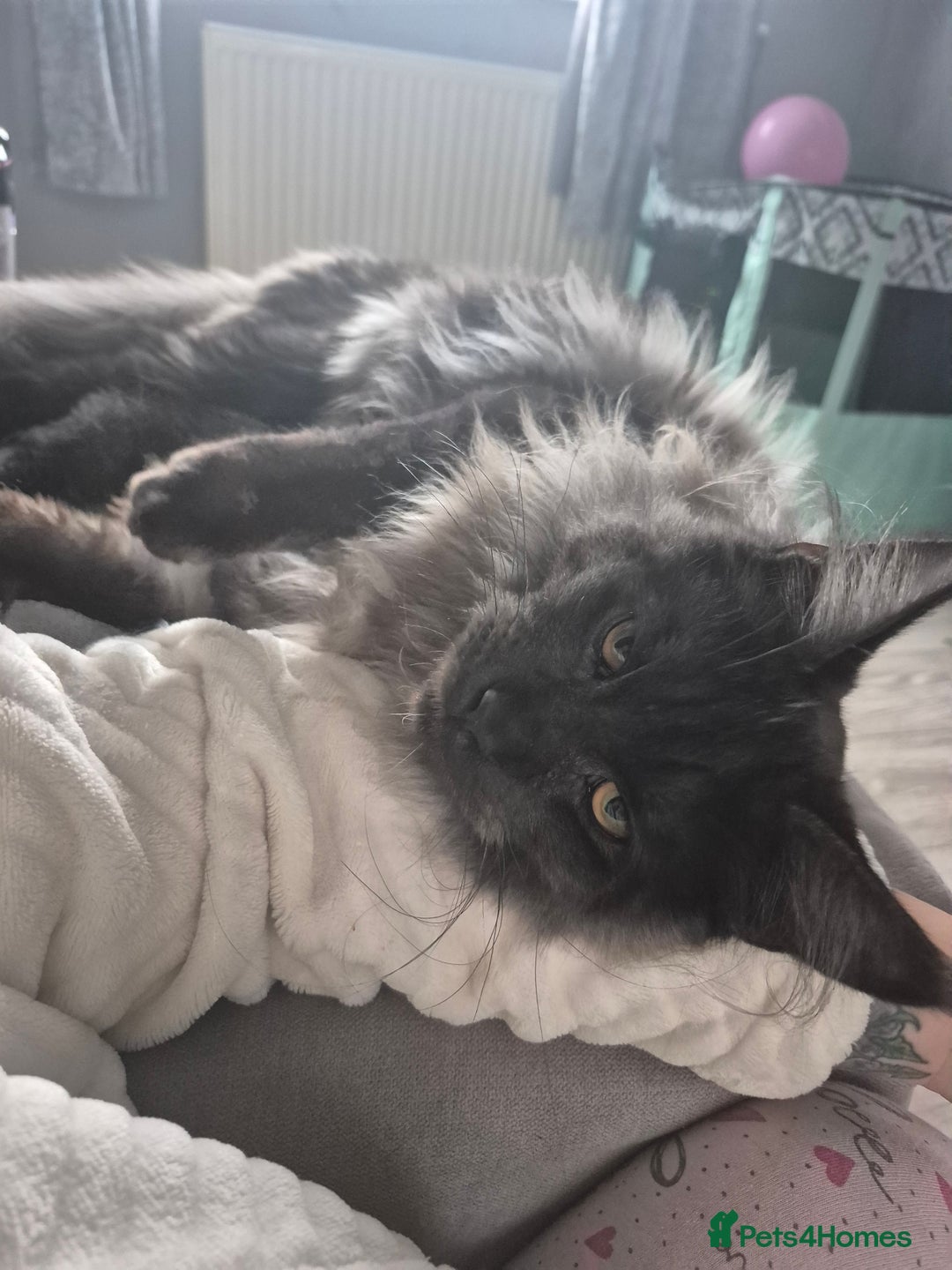 Maine Coon cats for sale: TICA registered MaineCoons 😸  - Advert 19
