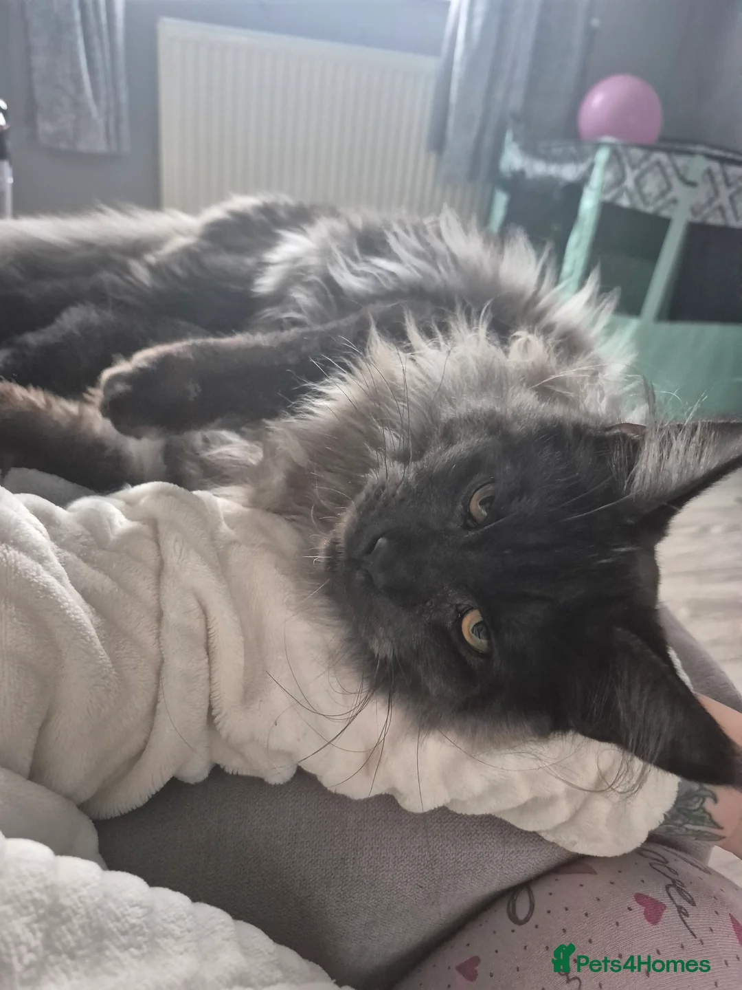 Maine Coon cats for sale: Last girly left to find her forever 🏡 😍  - Advert 7