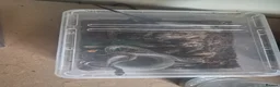 Corn Snake reptiles for sale: Corn snake - Advert 3