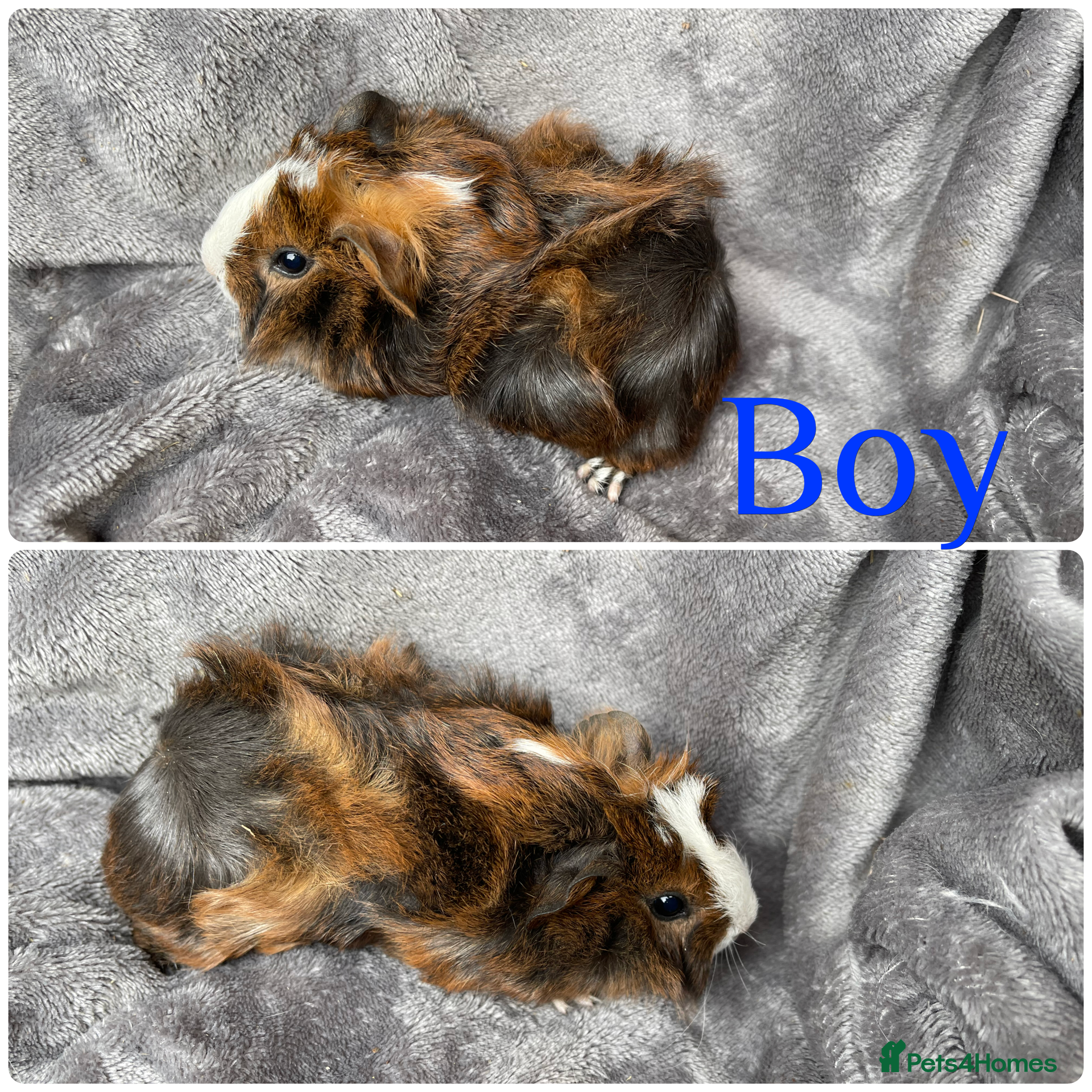 Guinea Pig rodents 2 gorgeous bonded boys - Advert 18