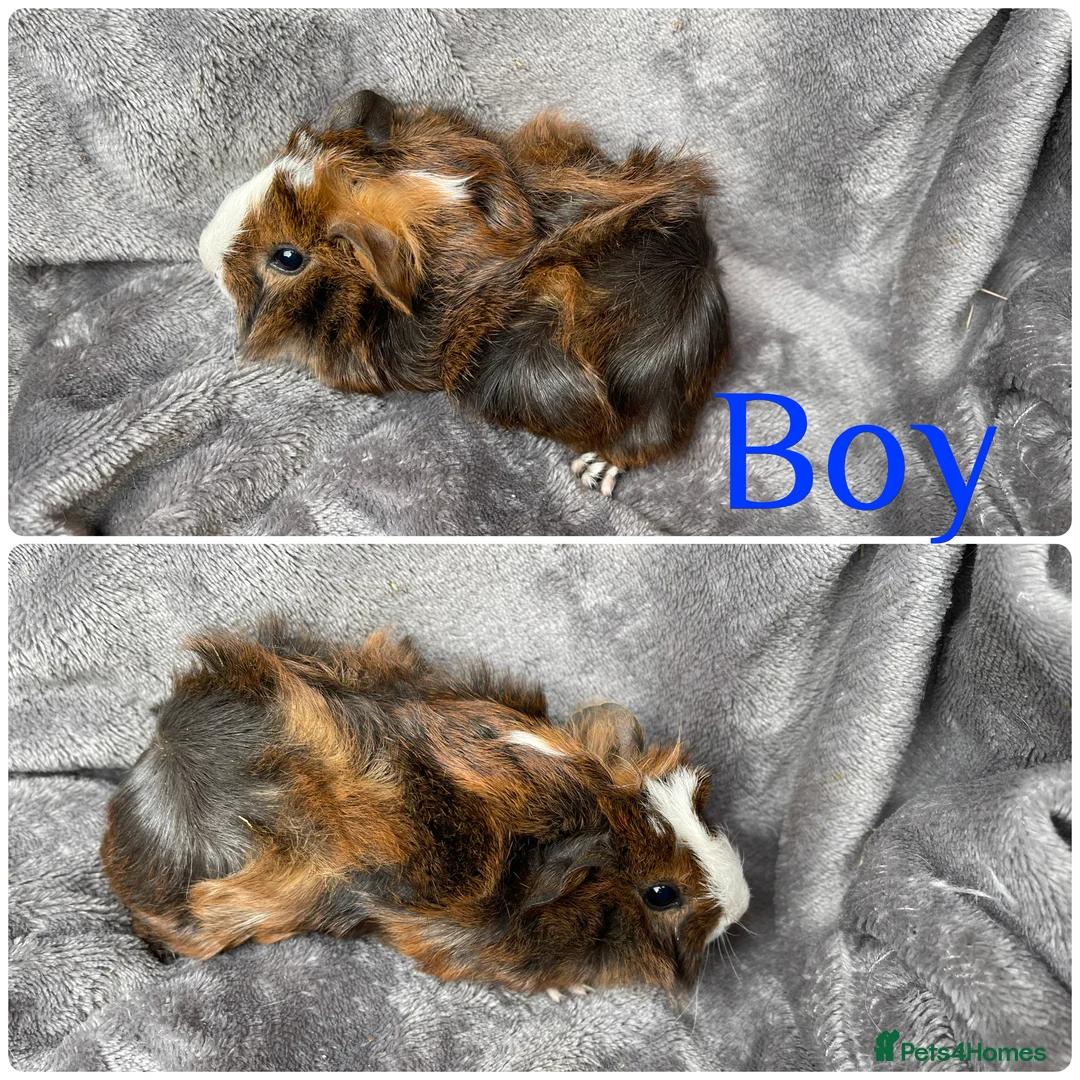 Guinea Pig rodents for sale: 2 gorgeous bonded boys - Advert 1