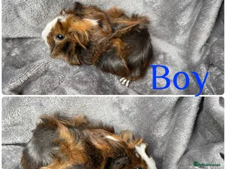 Guinea Pig rodents 2 gorgeous bonded boys - Advert 18