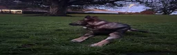 German Shepherd dogs for sale: 1 year old German Shepherd male - Advert 4
