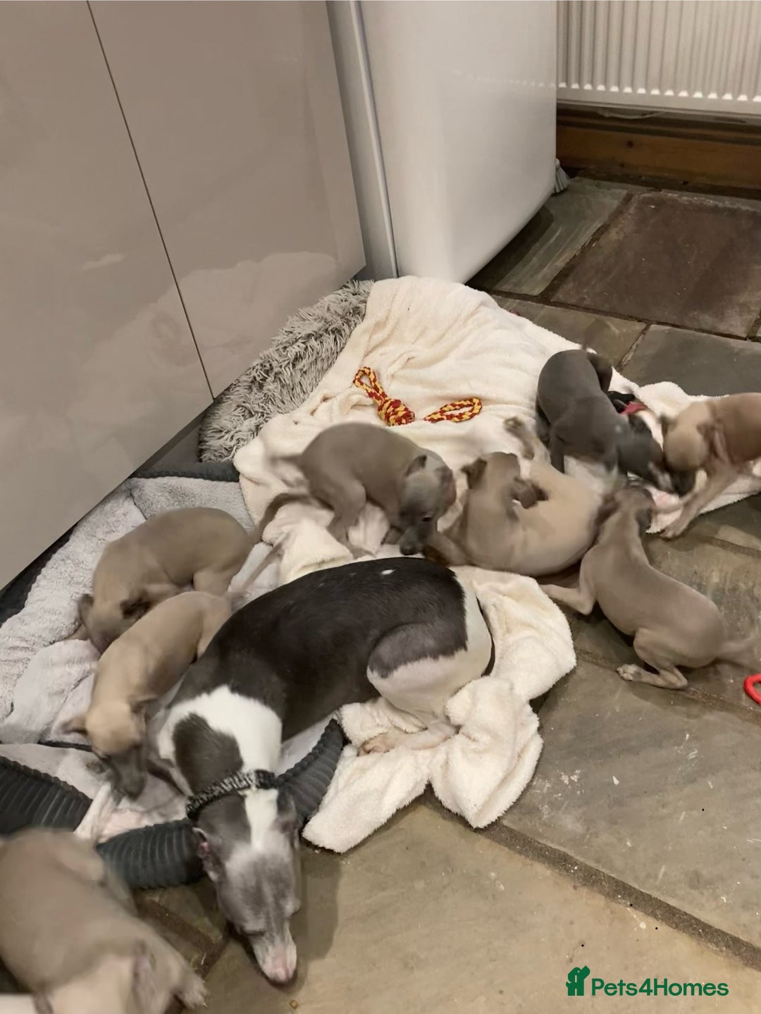 Mixed Breed dogs for sale: Italian greyhound  - Advert 20
