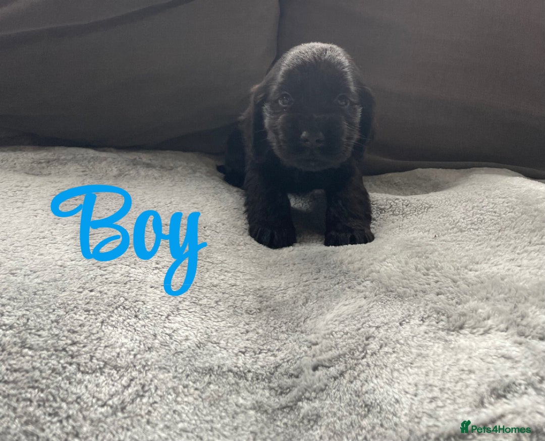 Cocker Spaniel dogs for sale: Cocker spaniel puppies  - Advert 6