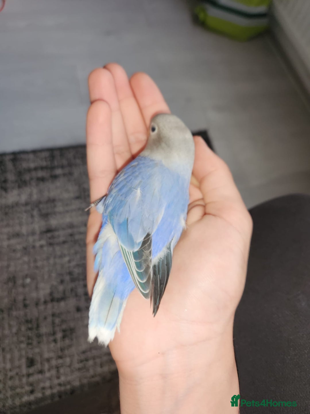 Lovebirds birds for sale: Beautiful baby blue lovebirds  - Advert 1