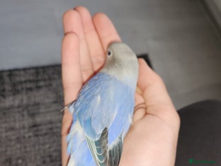 Lovebirds birds Beautiful baby blue lovebirds - Advert 3