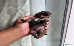 Mixed Breed dogs for sale: Jack Russel x Chow Chow Mix Puppies for Sale  - Image 8