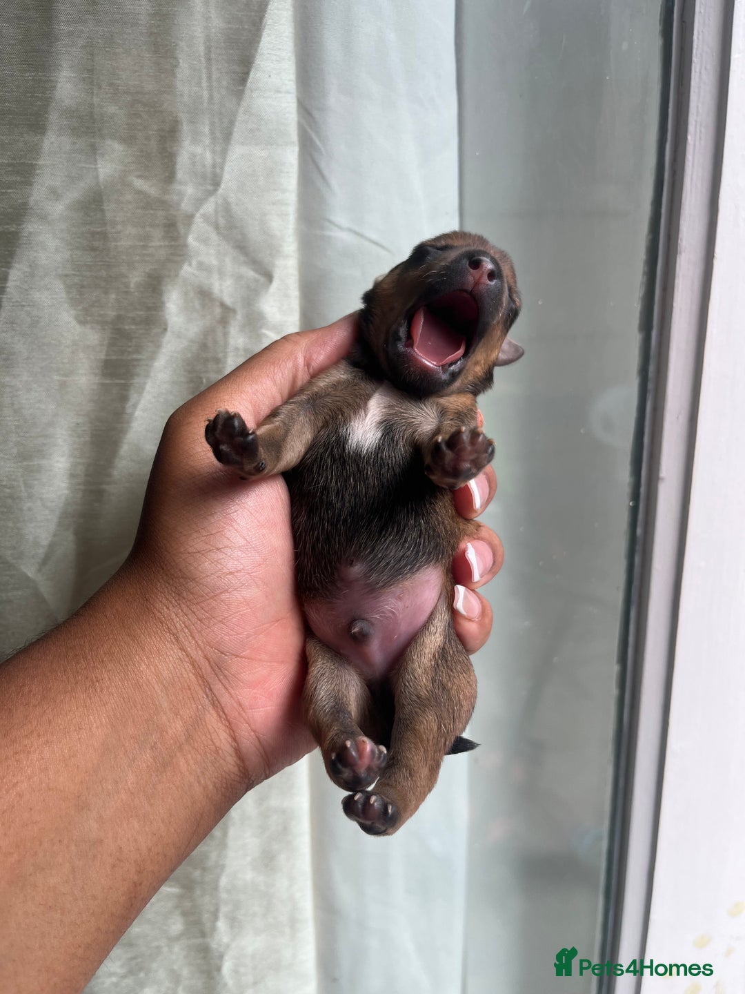 Mixed Breed dogs for sale: Jack Russel x Chow Chow Mix Puppies for Sale  - Image 8