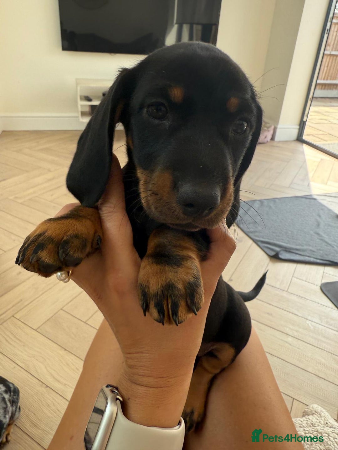 Miniature Dachshund dogs for sale: Last boy ready for new home Mini Dachshund  - Image 4