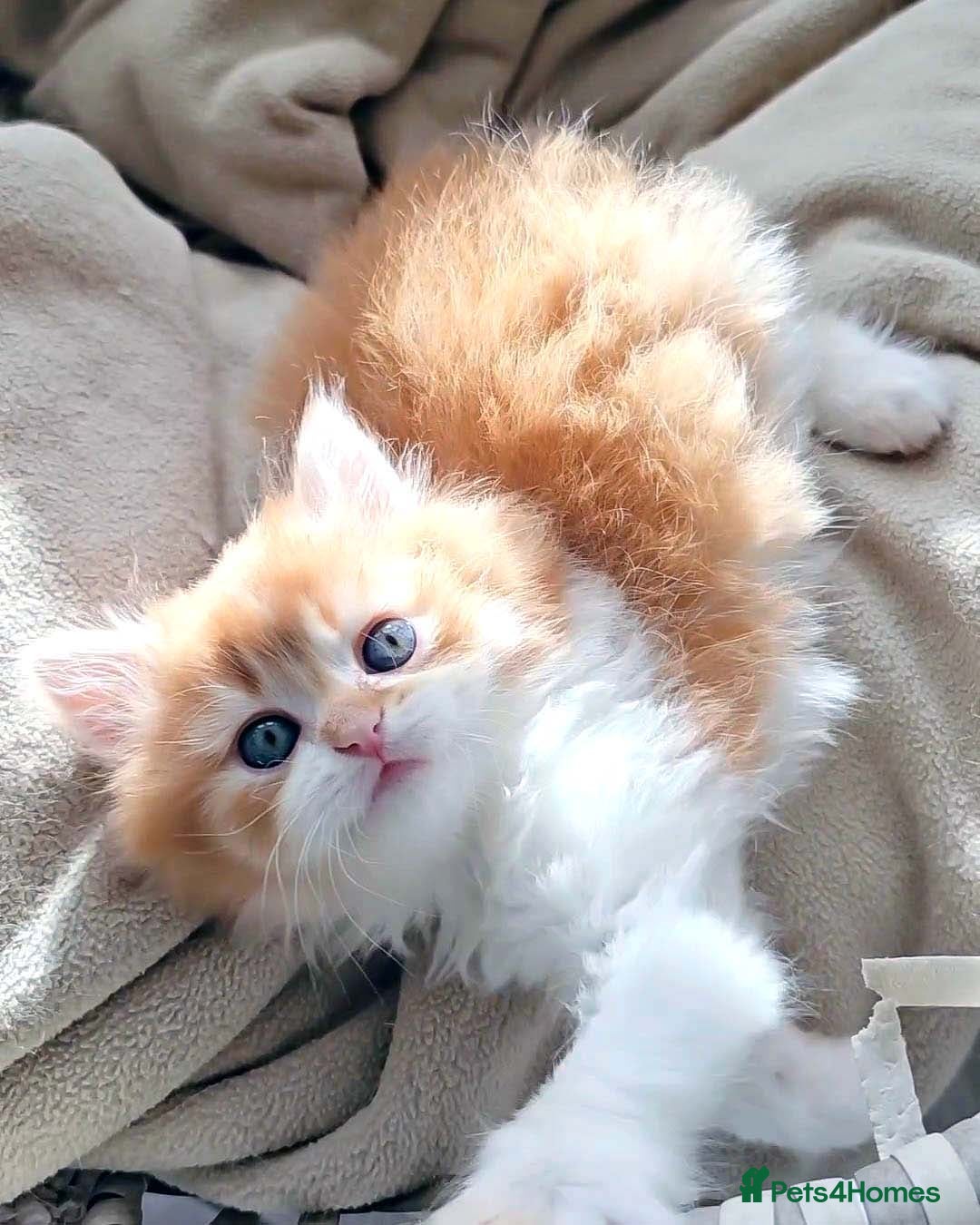 British Shorthair cats for sale: Lovely BSH/BLH Kittens Ready For New Home - Advert 18