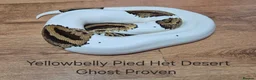 Python Snake reptiles for sale: Variety of Royal Pythons - Advert 4