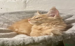 Maine Coon cats for sale: Purebred Maine Coons looking for a loving home 😻 - Image 15