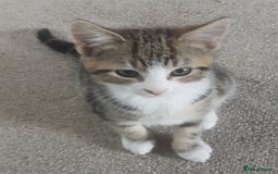 European cats for sale: Stripes - Image 3