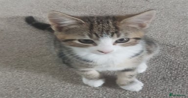 European cats - Advert 1