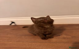 British Shorthair cats for sale: British Shorthair kittens  - Image 11