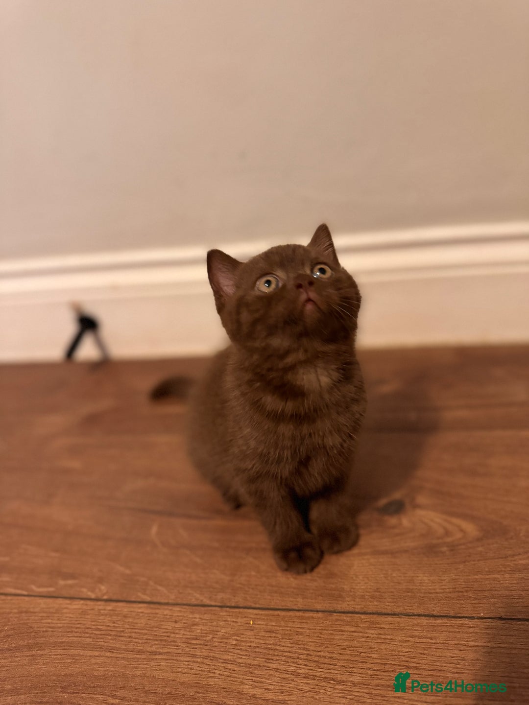 British Shorthair cats for sale: British Shorthair kittens  - Image 11