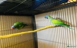 Parakeets birds for sale: Lord Derbyan Parrot for sale.👍QUICK SALE 👍 - Advert 6