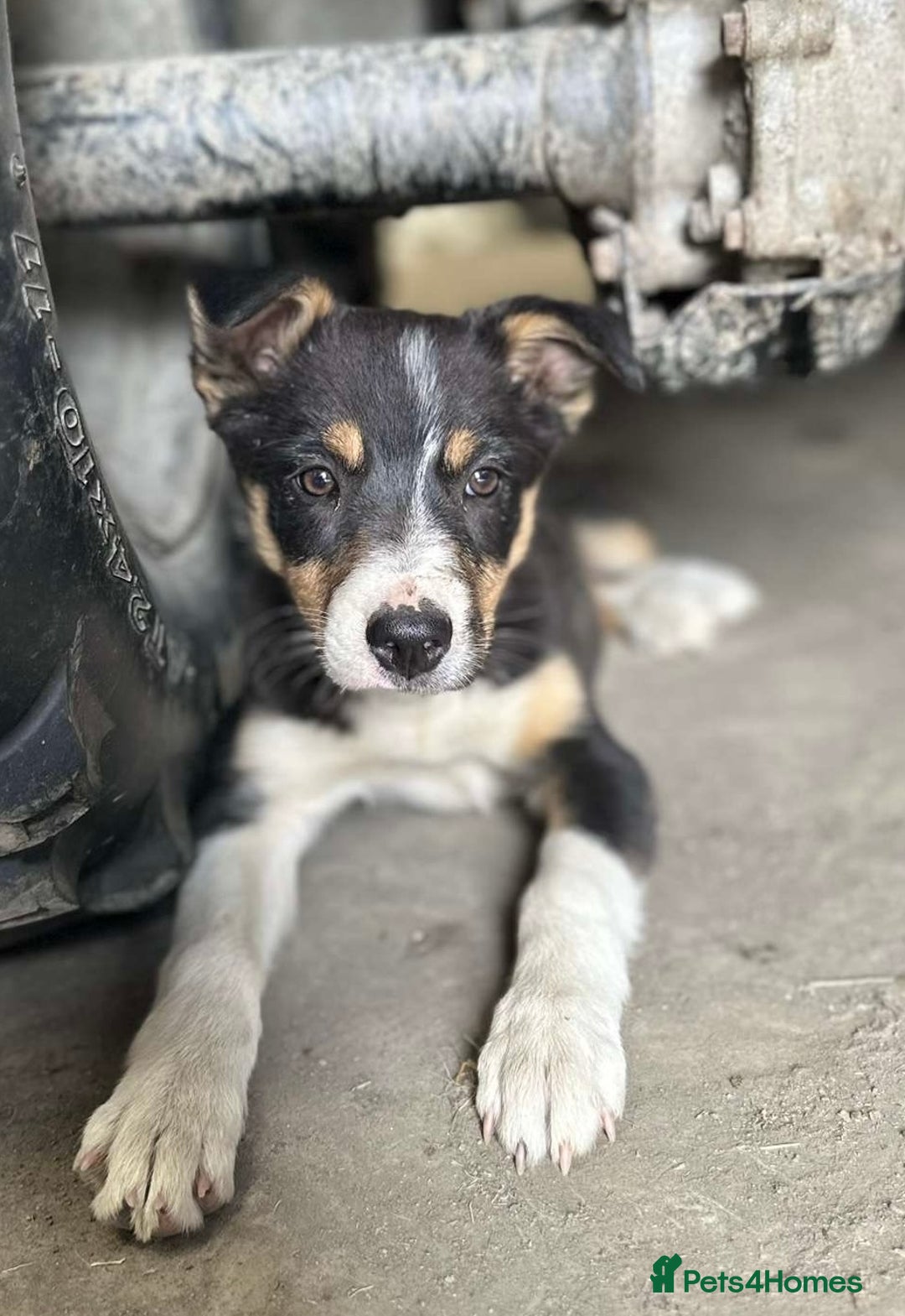 Border Collie dogs for sale: 2 female border collies puppies - Image 1