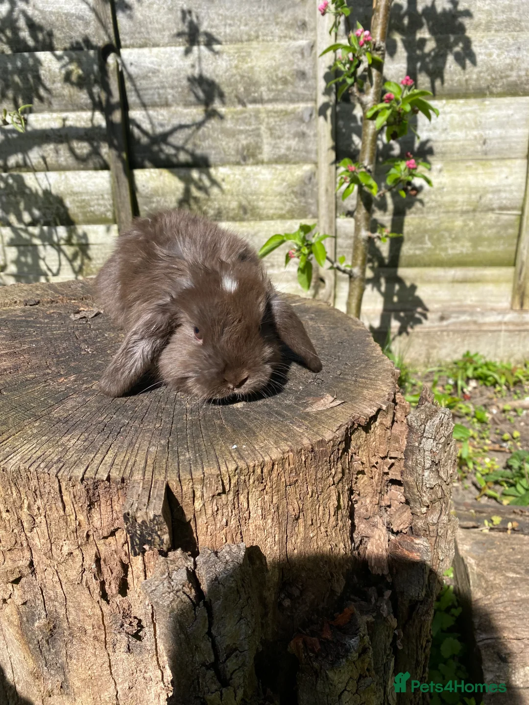 Mini Lop rabbits for sale: Friendly 100% Pure Bred family Mini Lops  - Advert 1