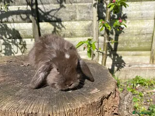 Mini Lop rabbits Friendly 100% Pure Bred family Mini Lops - Advert 5