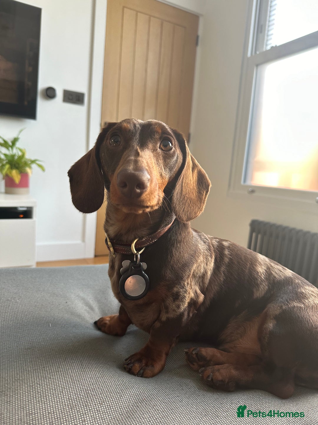 Miniature Dachshund dogs for sale: Otto  - Advert 5