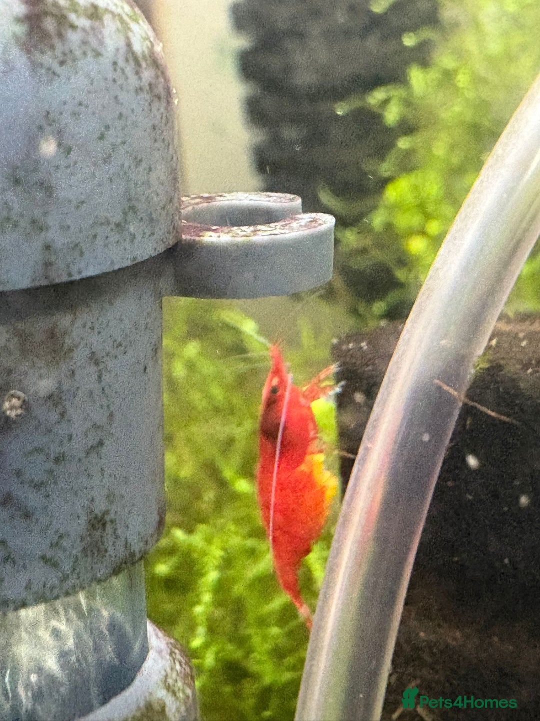 Live Bearers fish for sale: Cherry shrimp 1.50 each/ Guppies £1 each  - Image 6