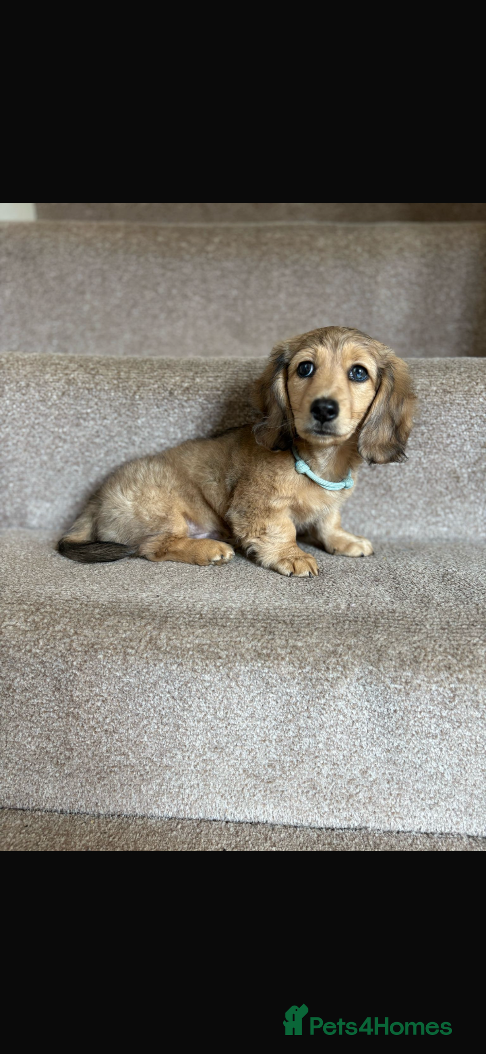 Miniature Dachshund dogs Miniature longhaired dachshunds PRA clear - Advert 12