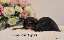 Doxiepoo dogs for sale: Daxipoo  - Image 10