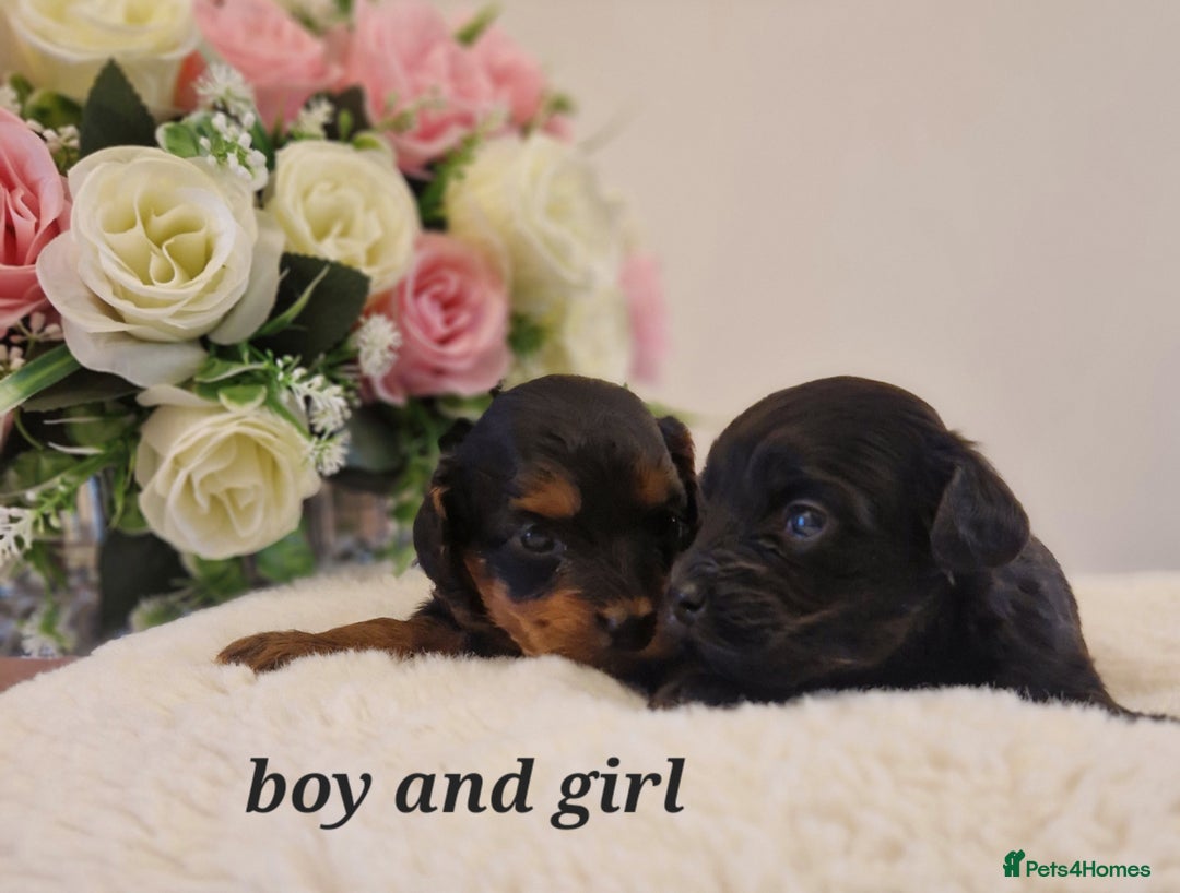 Doxiepoo dogs for sale: Daxipoo  - Image 10